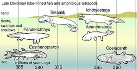 Αmphibians | Animal Pictures and Facts | FactZoo.com