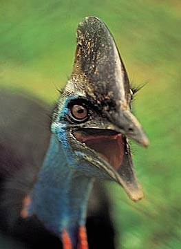 Cassowary - Tall, Dark and Dangerous Bird | Animal Pictures and Facts