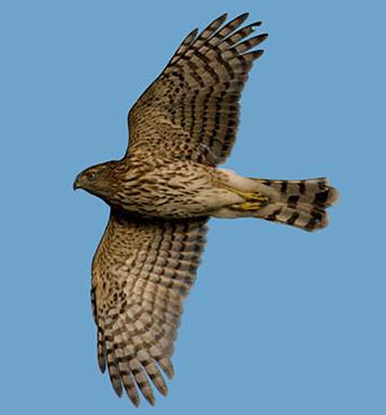 merlin in flight