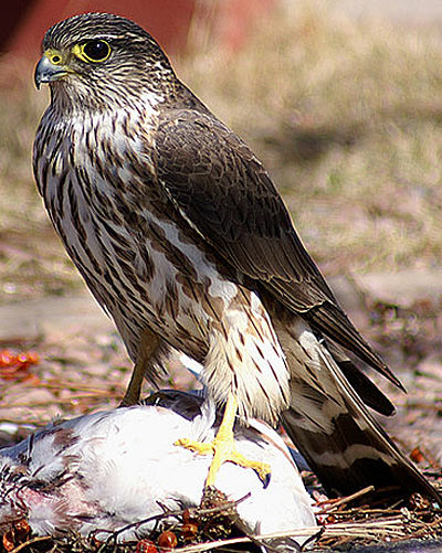 merlin prey