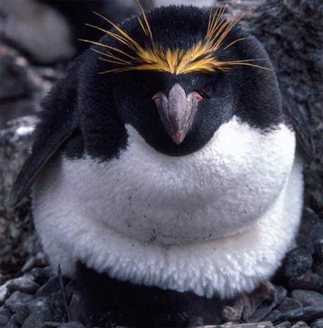 pudge penguin