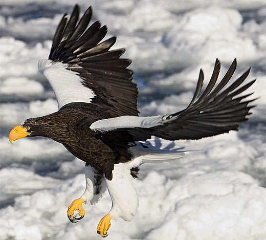 stellers-sea-eagle-snow.jpg