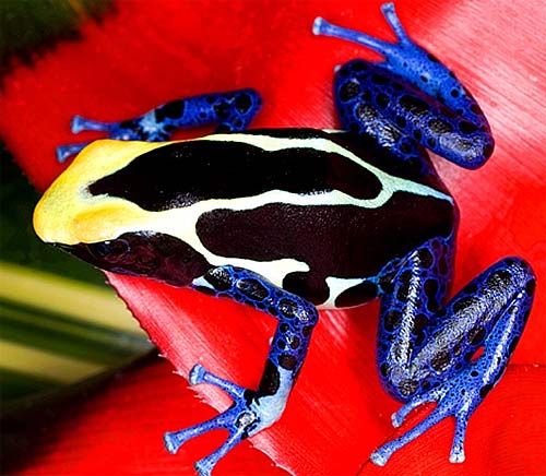 Albino Dart Frog