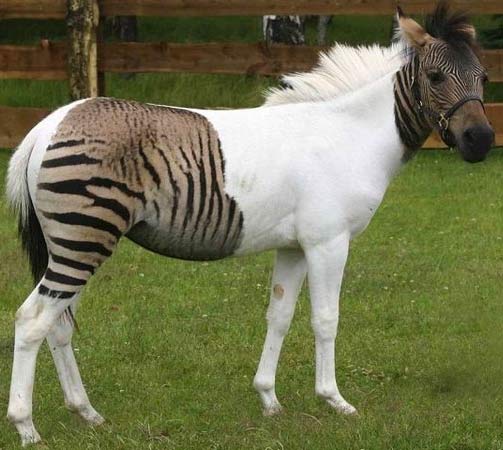 Top 10 (Plus) Hybrid Animals of the World | Animal Pictures and Facts