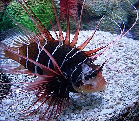 Chinese Tailbar Lionfish