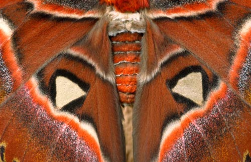 atlas-moth-detail.jpg