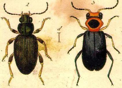 Type Of Bugs