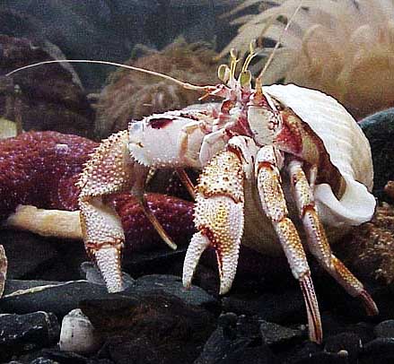 Albino Hermit Crab