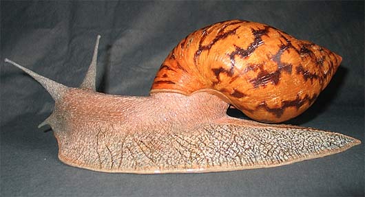 Ghana Tiger Snail