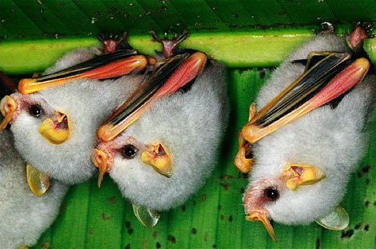 adult-white-tent-bats-central-america.jpg