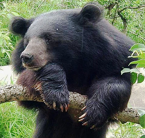 Baby Black Bear Diet In Spring
