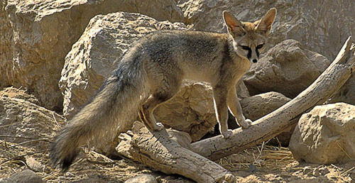 vulpes cana