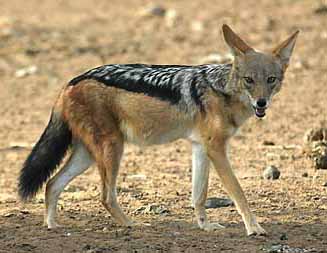 jackal