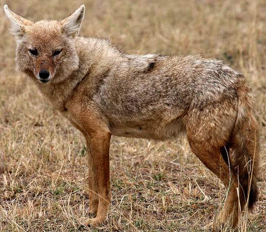Jackal - Thriving, Vocal Canine That Can Run | Animal Pictures and