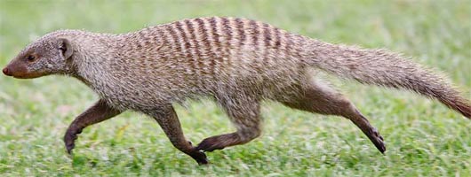 Banded Mongoose - Clever Dusty Pack Omnivore | Animal Pictures and