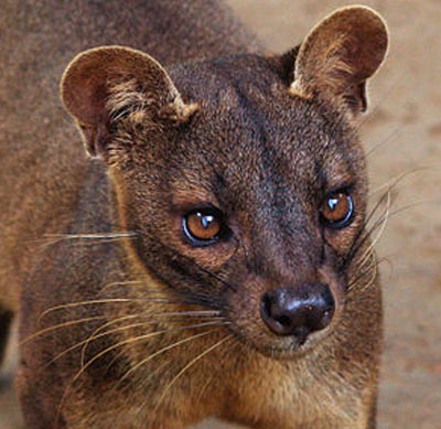 Fossa pictures to print, Fossa picture, Fossa pic, hd pictures