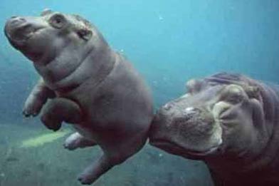 Hippos Under Water