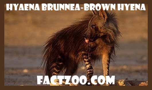 brown hyena facts