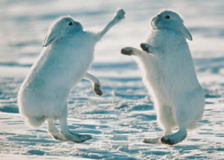 High quality Arctic Hare pictures, Arctic Hare photo, Baby Arctic Hare pictures, Arctic Hare photo gallery, Arctic Hare hd wallpaper