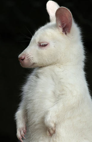 Baby Albino Giraffe