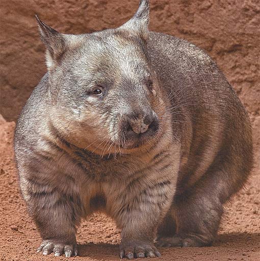 Northern Hairy Nosed Wombat Alchetron The Free Social Encyclopedia