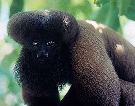 Bearded Saki Monkey