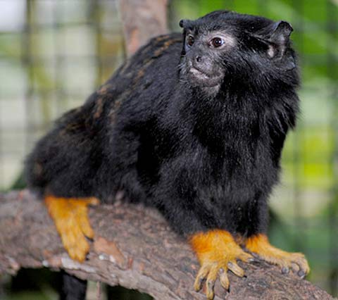 Photos of Red-handed Tamarin , White Red-handed Tamarin pictures, Red-handed Tamarin pictures free, Red-handed Tamarin images