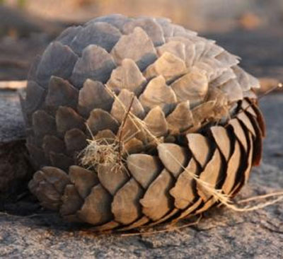 Pangolin - Plated Body Armor | Animal Pictures and Facts | FactZoo.com