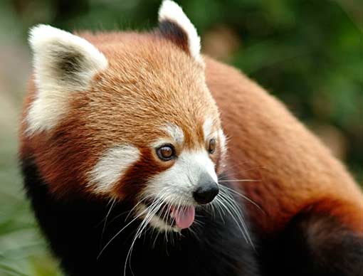 High quality Red Panda pictures, Red Panda s pictures, Red Panda pictures, Red Panda pictures gallery