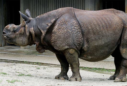 http://www.factzoo.com/sites/all/img/mammals/rhino/big-rhinoceros.jpg