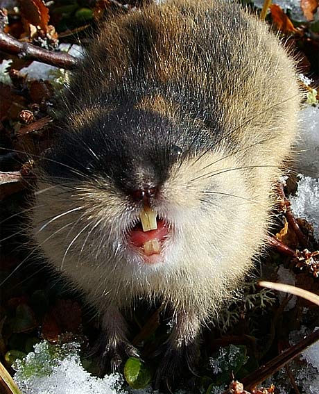 Voles and Lemmings - Chubby, Herbivore and Prey | Animal Pictures and