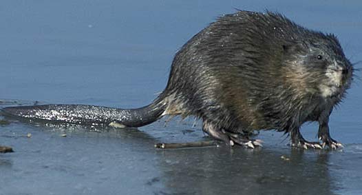 Muskrat Musky Round Semi aquatic Rodent Animal Pictures and Facts