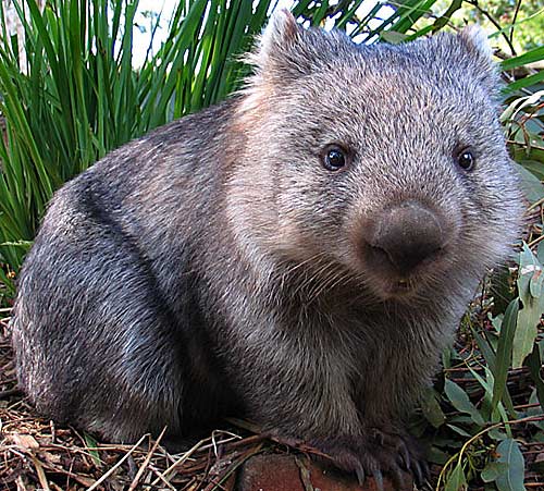black wombat