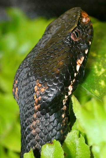 Caucasus Viper