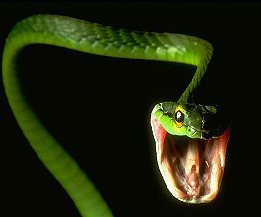 Green Snake Species