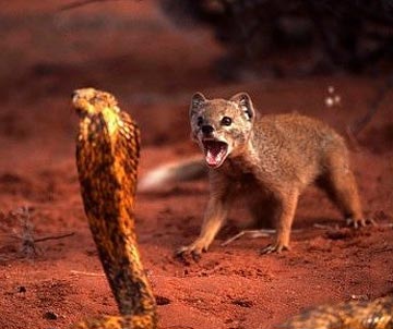 mongoose eating snake