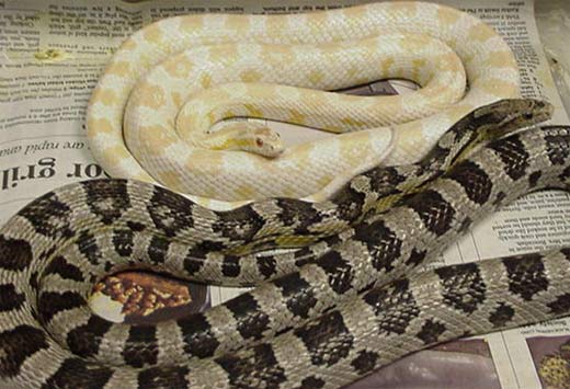 grey corn snake