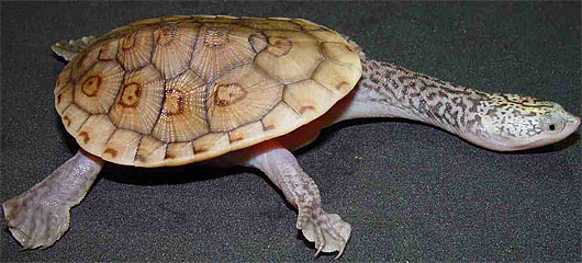 side necked turtle