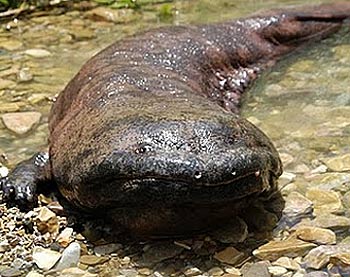 Chinese Giant Salamander - World's Largest Amphibian | Animal Pictures