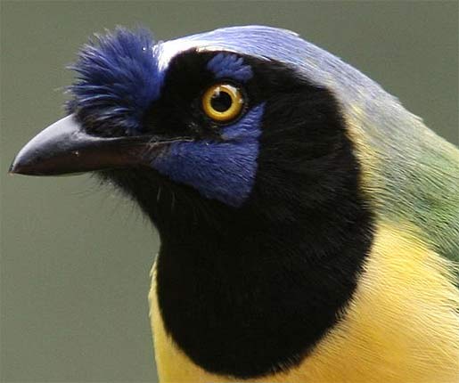 Green Jay - Bright, Clever Corvid | Animal Pictures and Facts | FactZoo.com