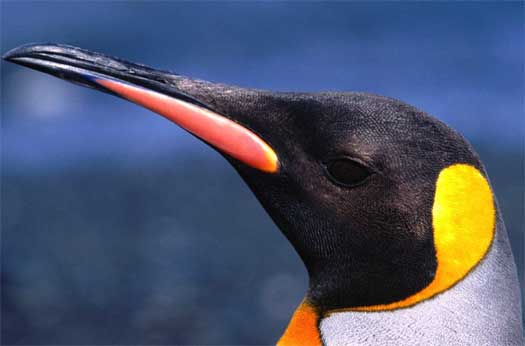 King Penguin Large Successful Penguin Animal Pictures And Facts Factzoo Com