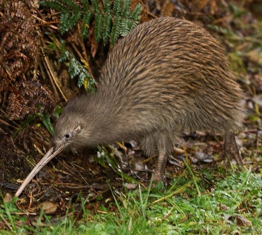 Brown Kiwi - Resilient, Nocturnal Grubber | Animal Pictures and Facts