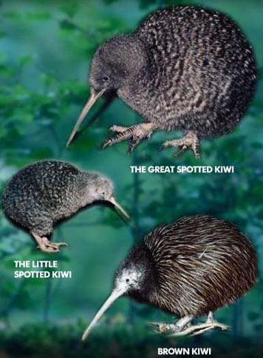 Brown Kiwi - Resilient, Nocturnal Grubber | Animal Pictures and Facts