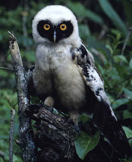 Spectacled Owl Striking Black Yellow And White Animal