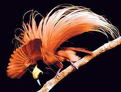 paradise birds dancing crested curl prancer dancers colorful factzoo bird