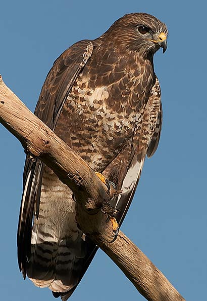 Common Buzzard - Hunting for Easy Meat | Animal Pictures and Facts ...