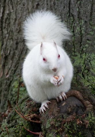 Albino Animals | Animal Pictures and Facts | FactZoo.com