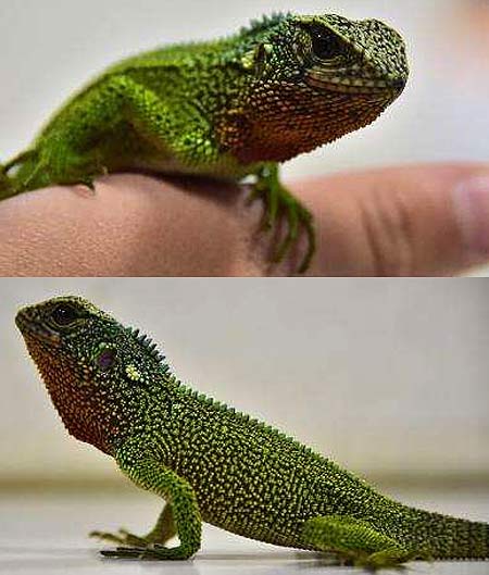 Godzilla Lizards Found | Animal Pictures and Facts ...