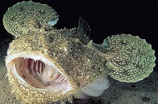 Angler - Big-Mouth, Camouflage Bottom-Dweller | Animal Pictures and ...