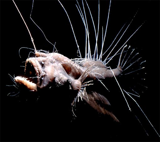 Anglerfish - World's Most Hideous Fish | Animal Pictures and Facts ...